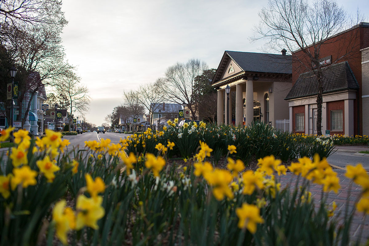 daffodils in a town