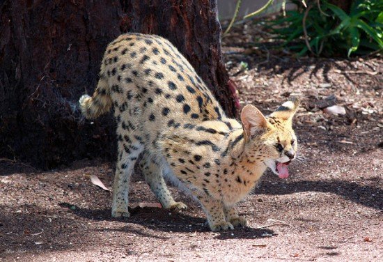 African Serval Cat 