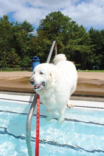 How to Keep Your Pets Cool and Hydrated this Summer.