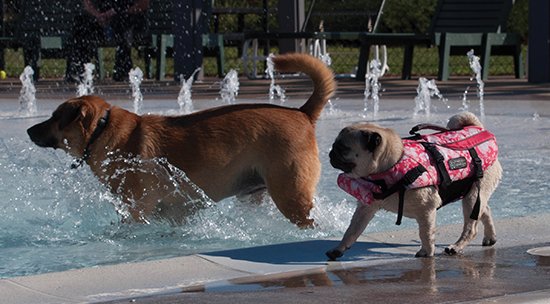 How to Keep Your Pets Cool and Hydrated this Summer.