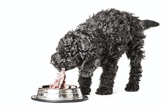 What food is best for your dog?