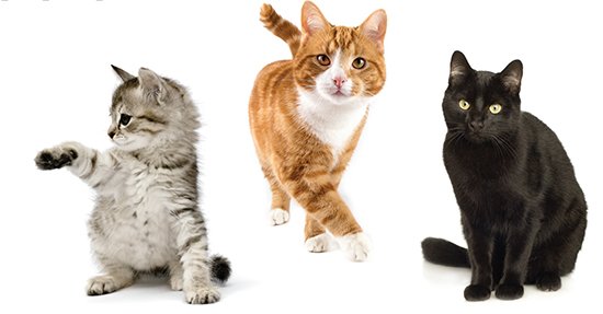 Meet Your Match Feline-ality Adoption Program
