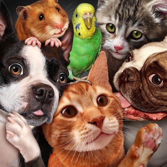 pet lovers, pet in virginia, northern virginia magazine, nova magazine, northern va magazine, cats and dogs, pet survey