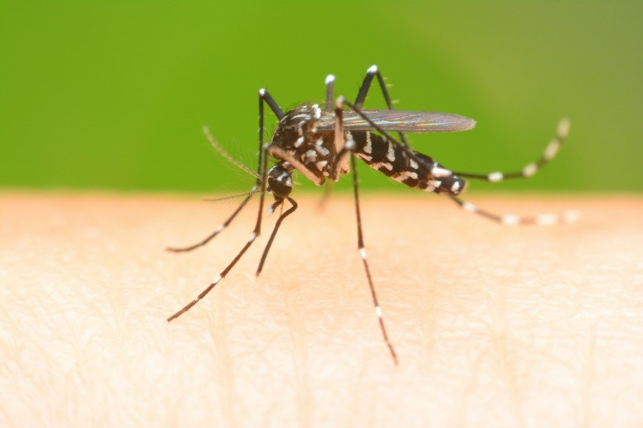 nova mag, northern virginia mag, nova magazine, northern virginia magazine, zika, zika virus, mosquito, outbreak, epidemic, cdc, virus, illness, south america, central america