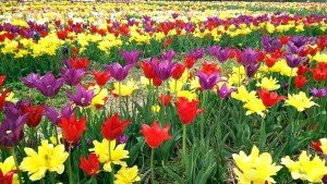 tulips - Photo courtesy of burnsidefarms