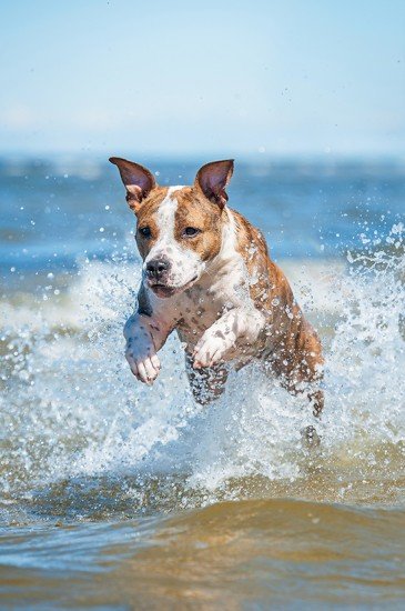 American staffordshire terrier dog running with a lot of splashi