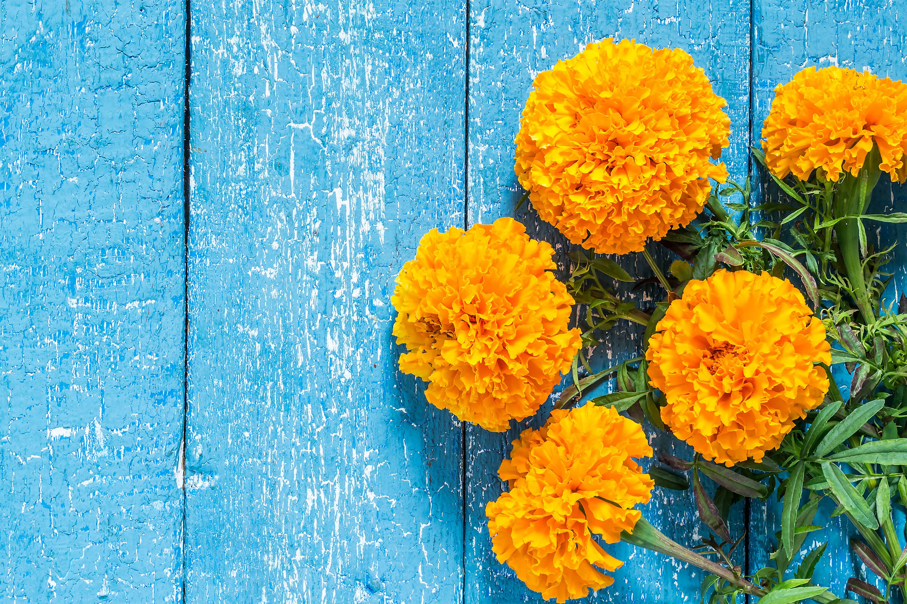 Plant marigolds to ward off mosquitoes.