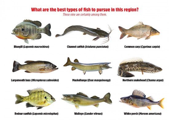 fish table