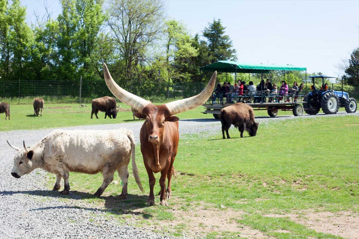 cows at roer's zoofari