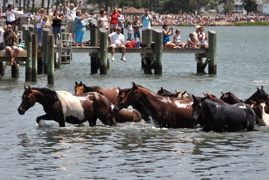 The 91st Annual Pony Swim will be held on Wednesday, July 27.