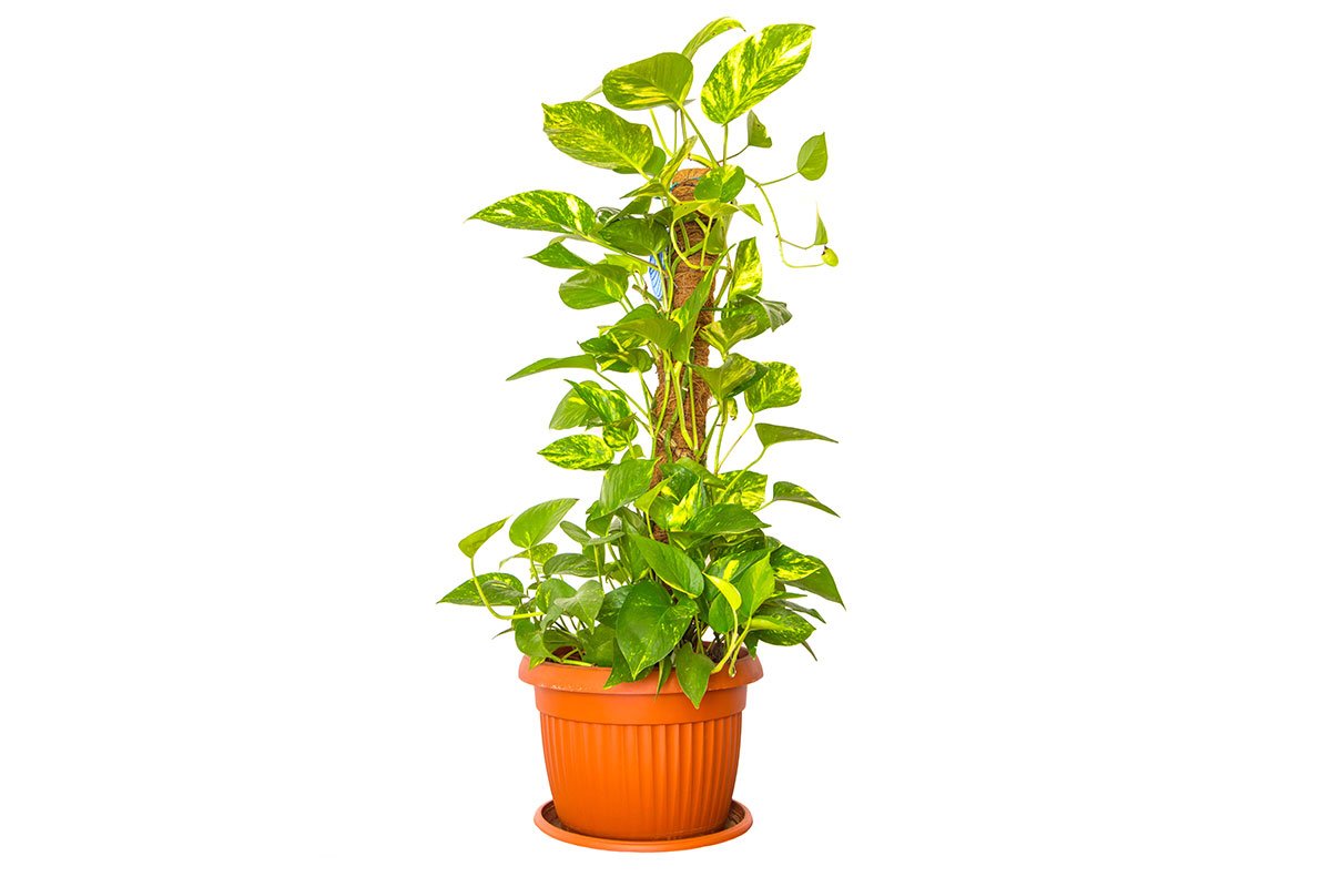 plant