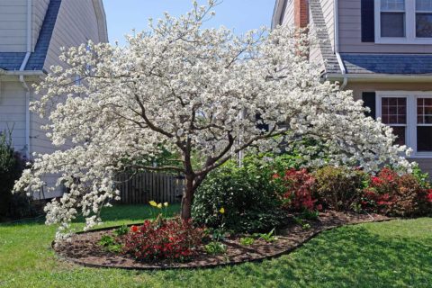 white dogwood tree