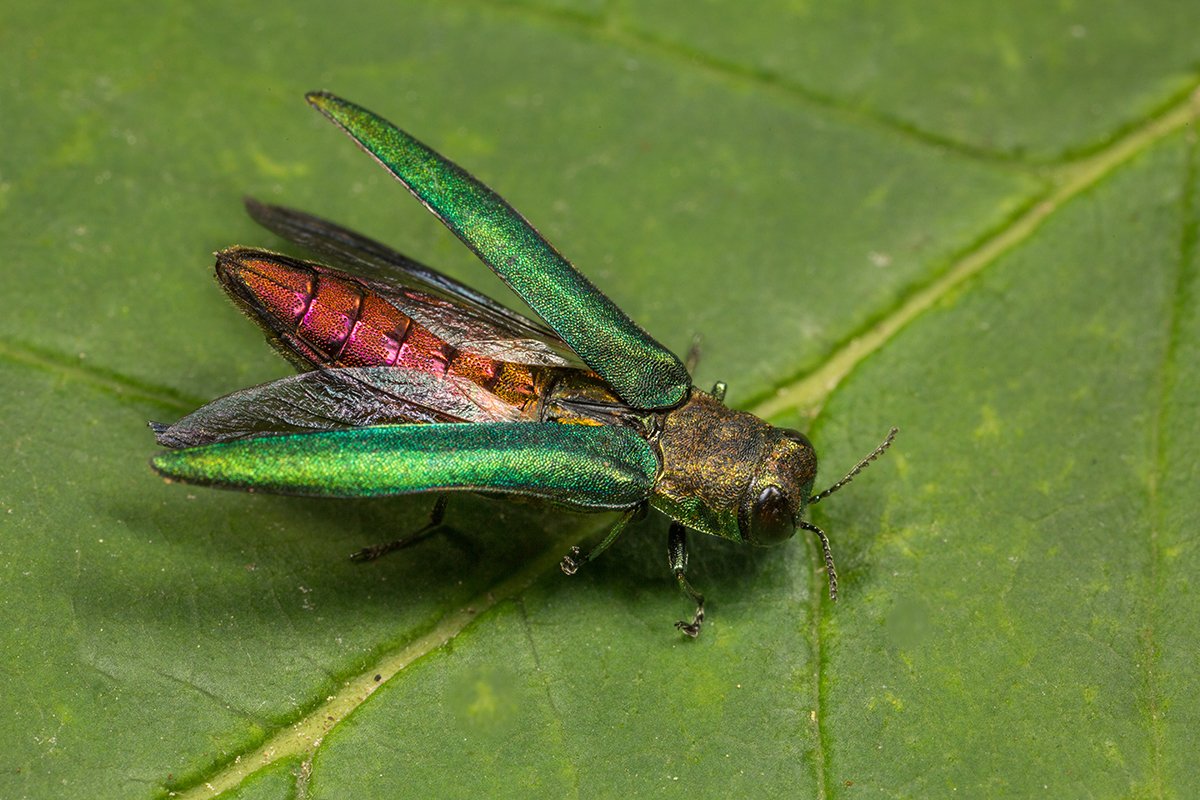 Emerald Ash Borer with Open Wings