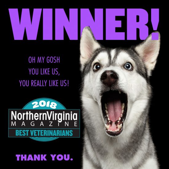 Best Veterinarian Winner social share dog