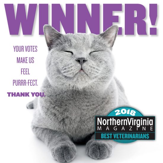 Best Veterinarian Winner social share cat
