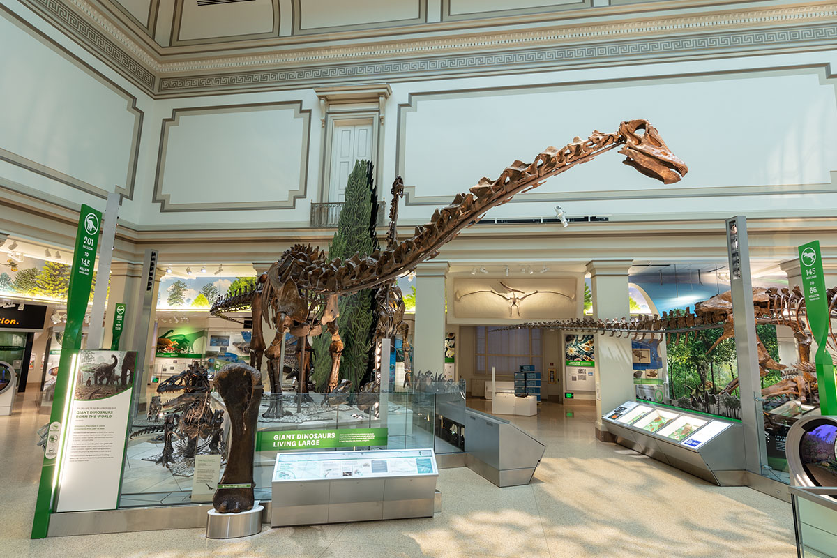 National Museum Of Natural History Reopens Fossil Hall 8387