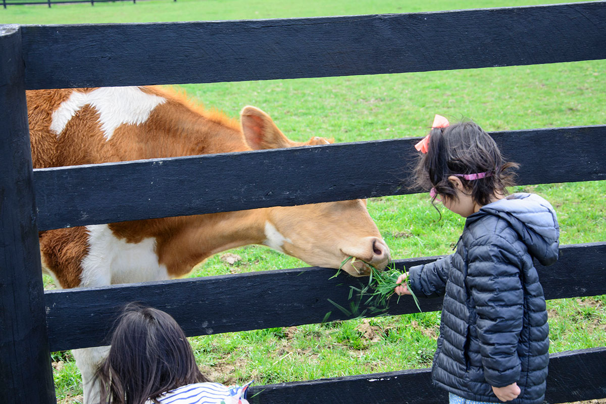Best Petting Zoos in NoVA and Nearby