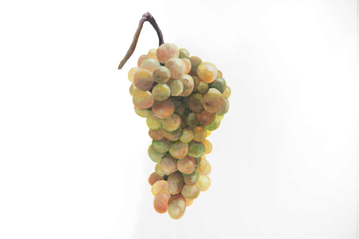 viognier grapes