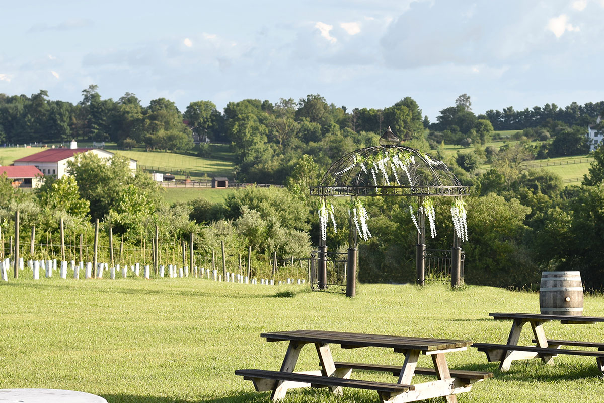 daylight picnic tables on vineyard