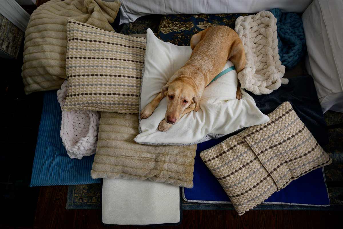 dog on pillows