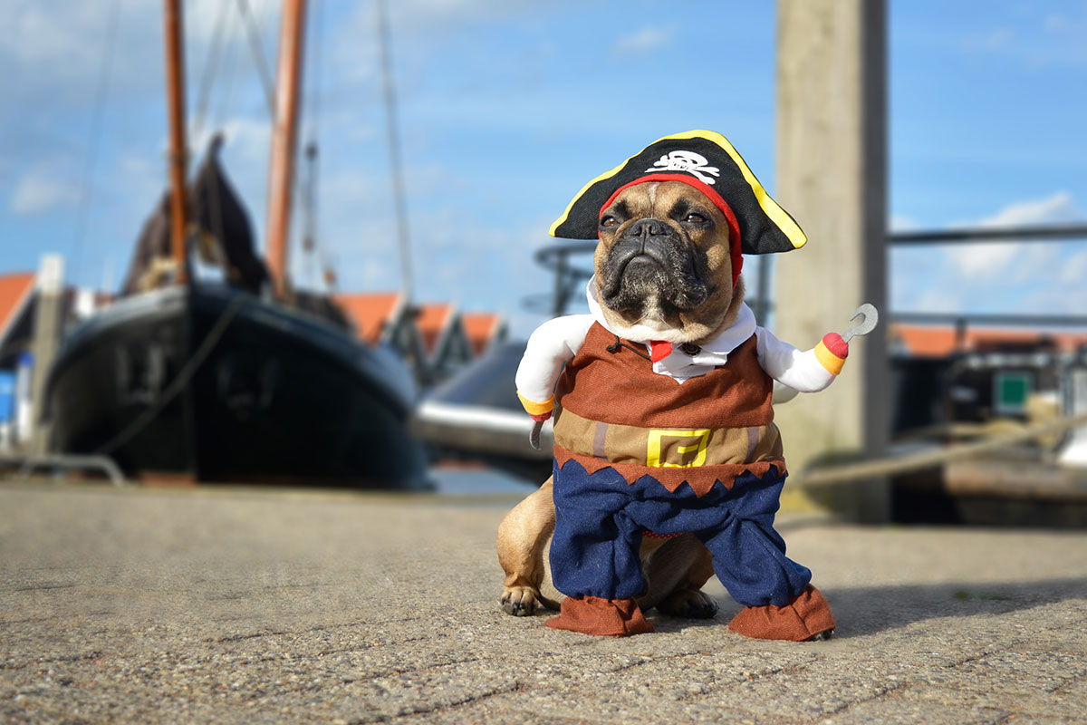 10 Dog friendly Halloween Events In Northern Virginia 2019