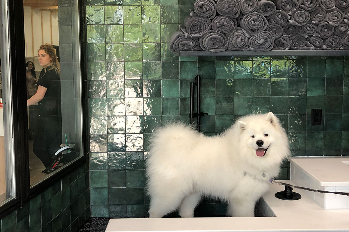 white fluffy dog in bath