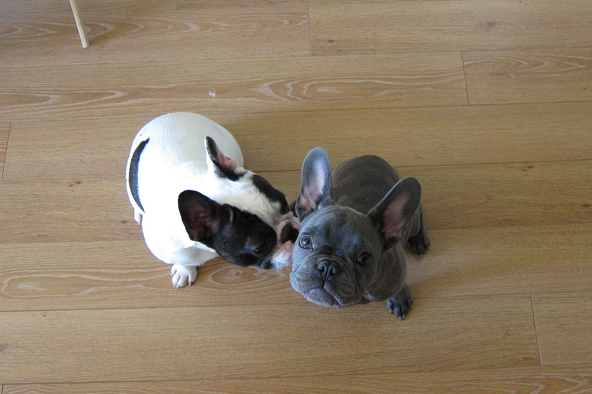 two french bulldogs