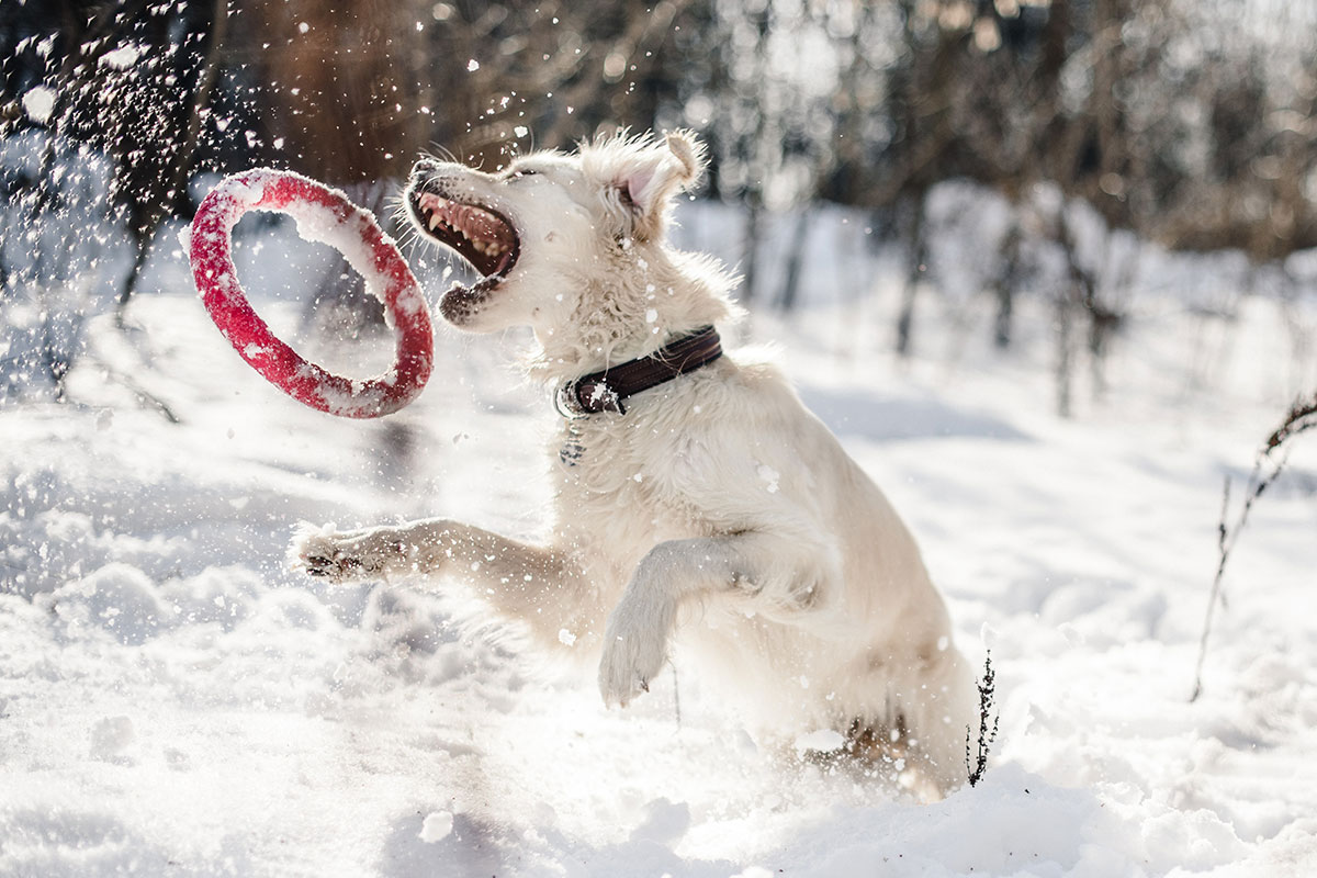 white dog playing with red ring in the snow