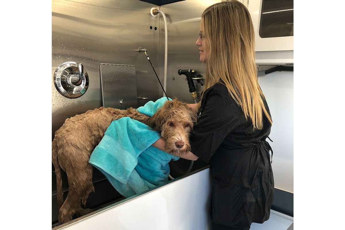dog being bathed with blue towel