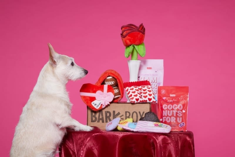 barkbox valentines day box with white dog and dog toys
