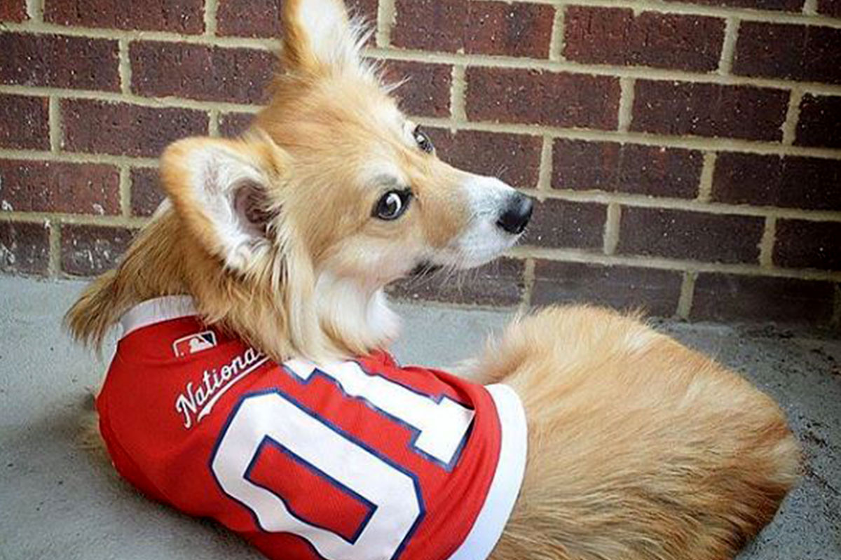 corgi in nats jersey