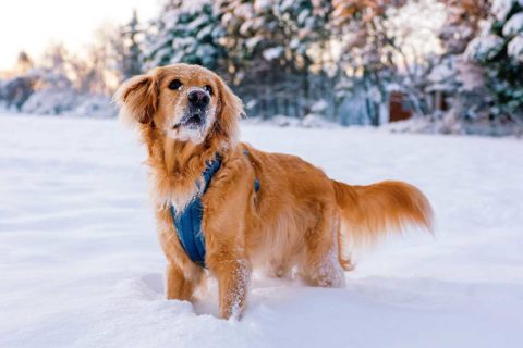 golden retreiver in snow