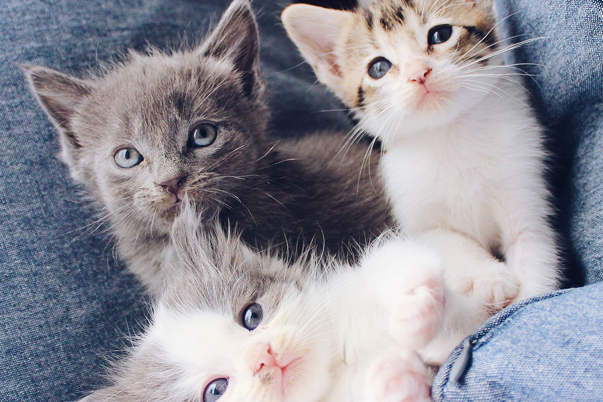 three different colored kittens sitting on a cushion together