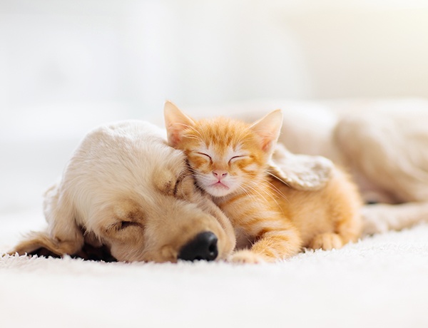 puppy and kitten sleeping