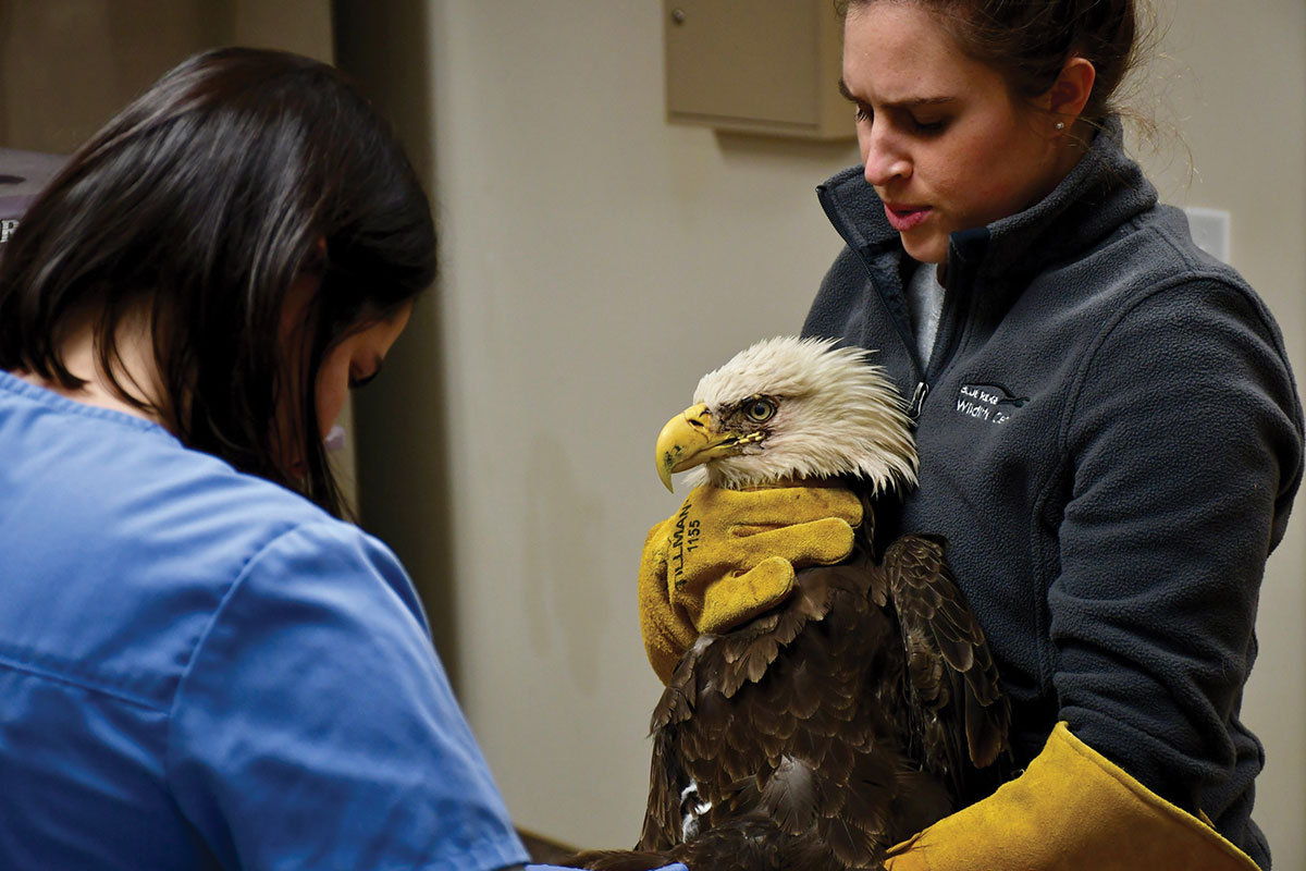 girl holding a bald eagle with yellow gloves and a veterinarian in blue scrubs