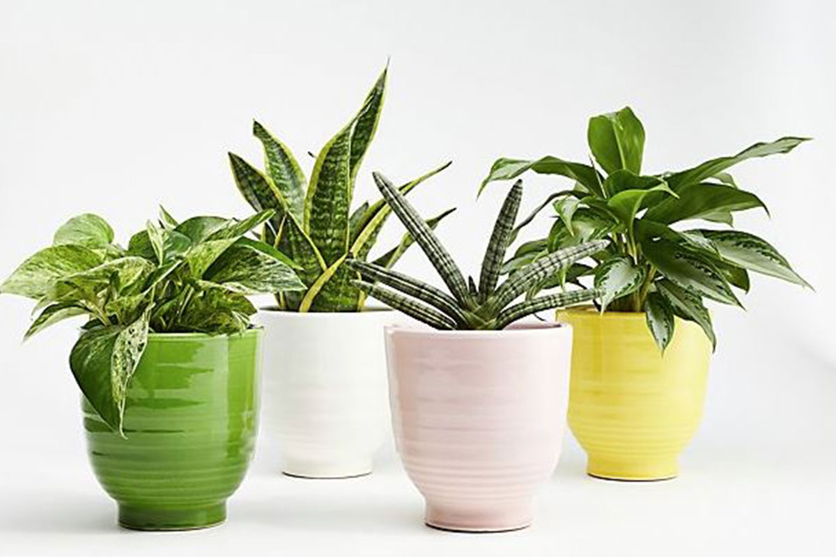 four colorful planters with plants inside