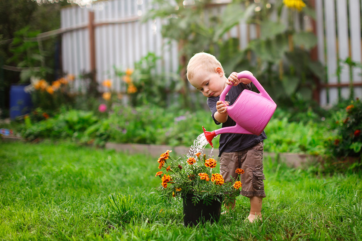 little boy pouring pink watering can into pot of marigolds