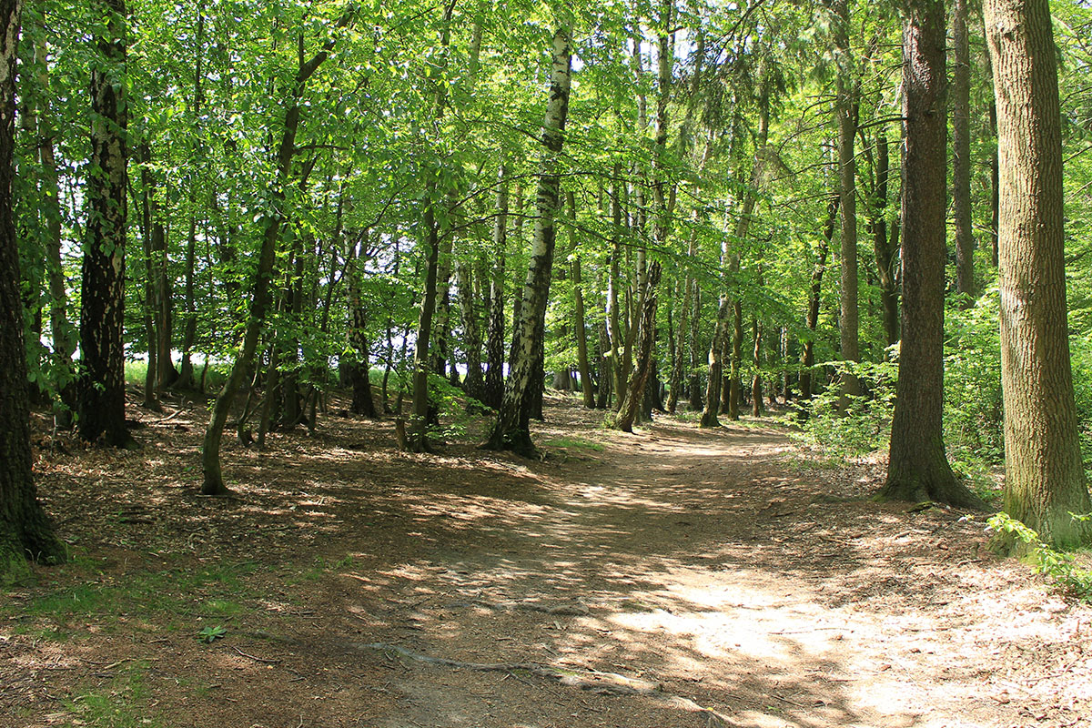 park trail with green leaved trees