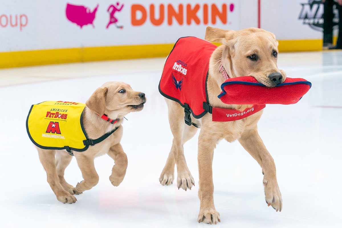 washington capitals service dogs scout and captain playing on ice with stuffed toy