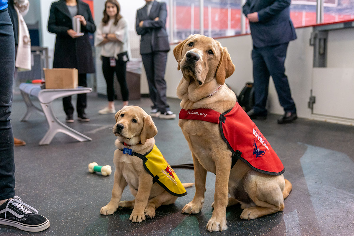 Get to know the Capitals service dogs, Captain and Scout