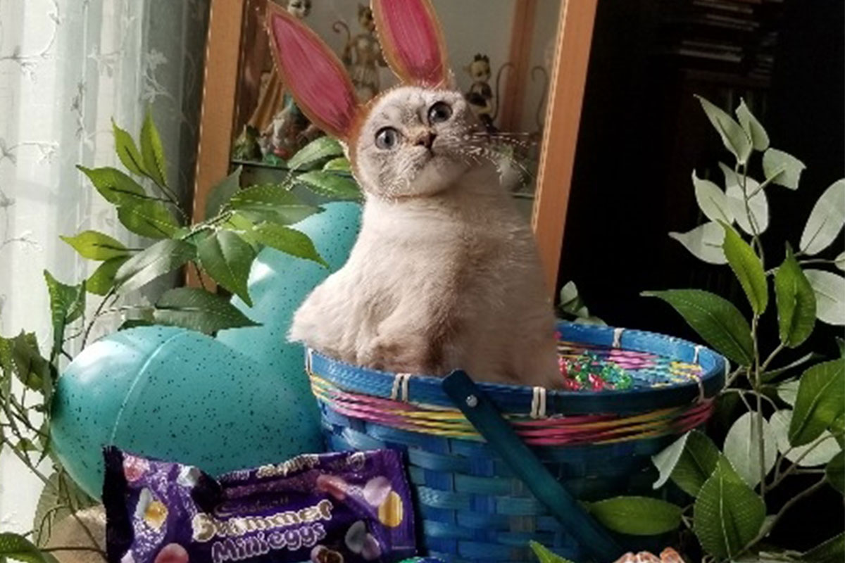 cadbury cat for bunny contest