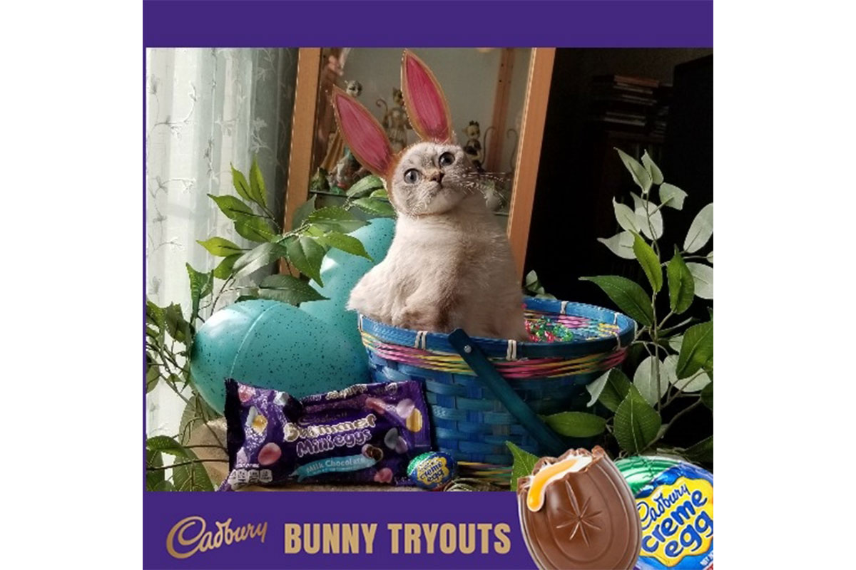 cadbury bunny tryouts eggbert cat