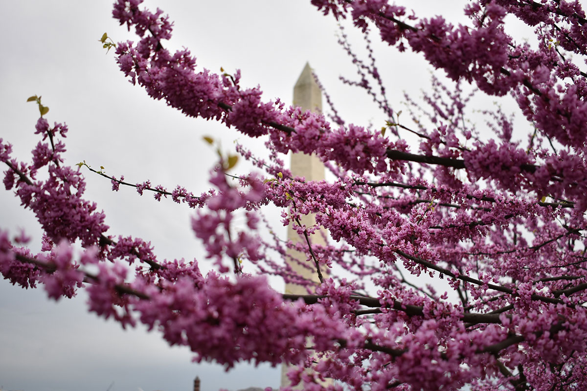 cherry blossom blooms in front of washington monument