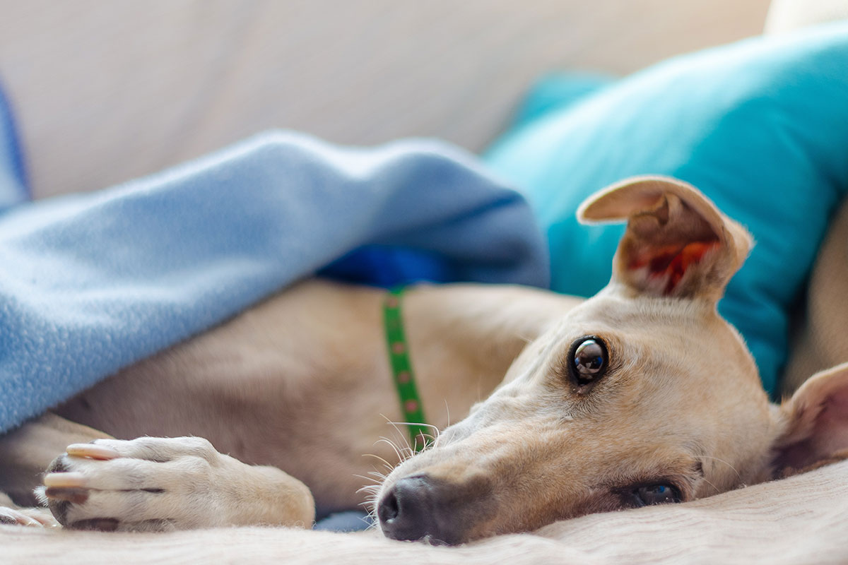 adult greyhound dog cuddled up in blanket