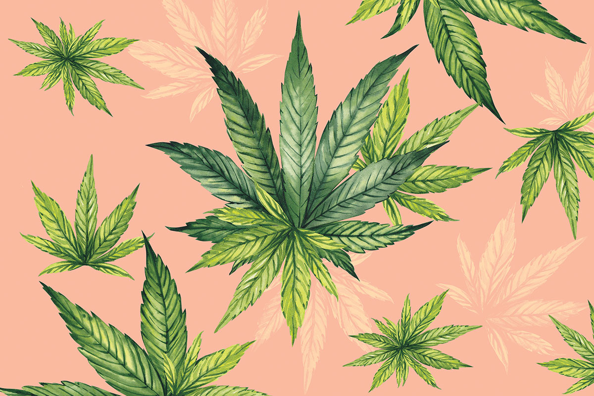 marijuana leaves on light orange background