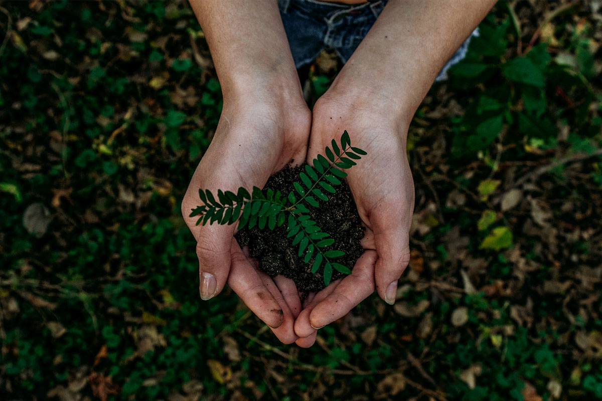 hands holding dirt and plant over green grass