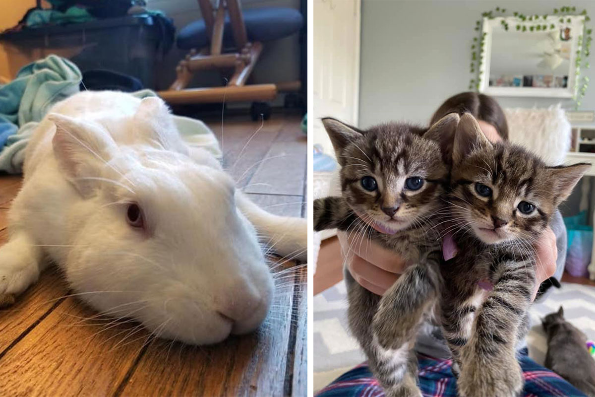 white foster bunny and two small gray and black kittens