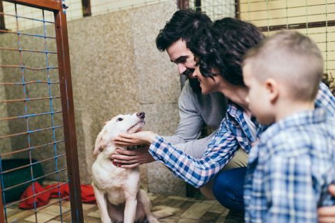 man and woman with male child looking at small white dog behind cage