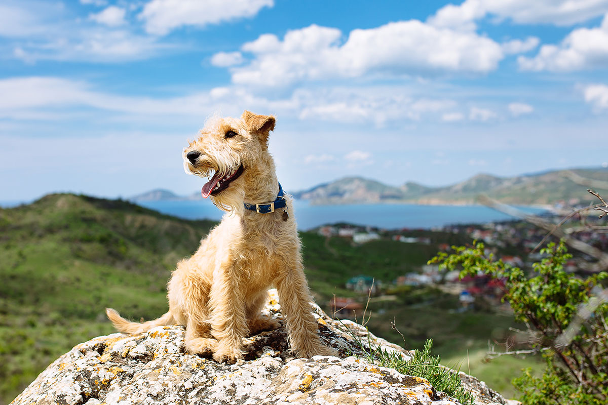 light brown dog sitting on top of mountain with lake in background and green trees