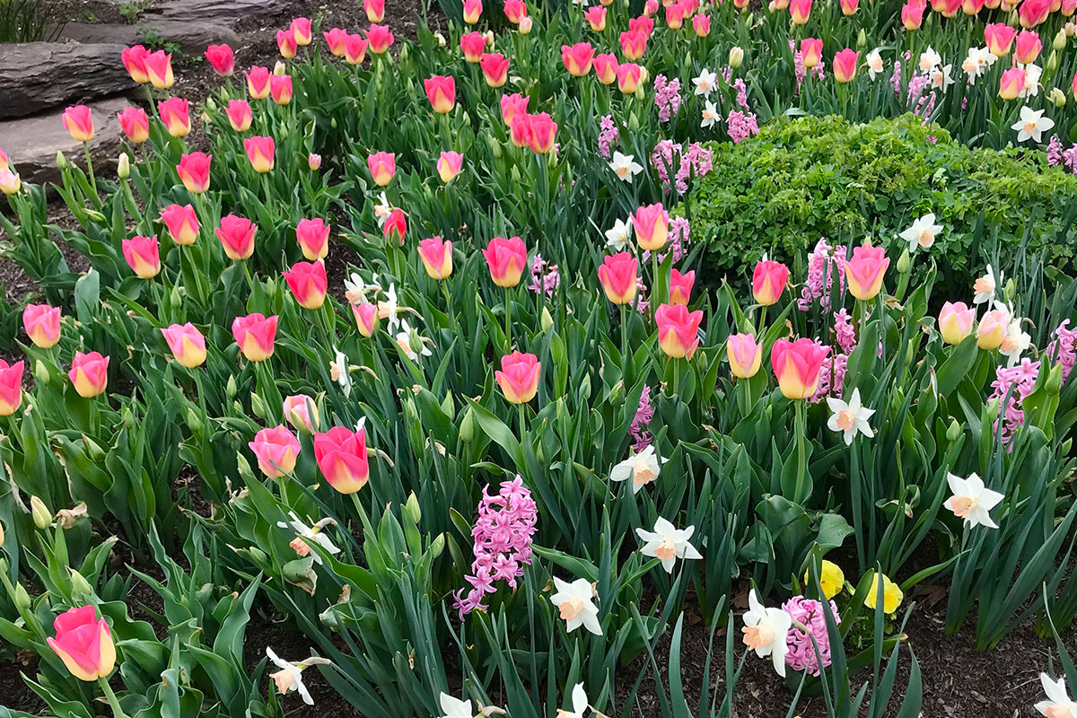 pink tulips in green garden